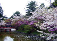 津公園　桜とつつじのコラボ