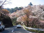 桜の吉野山