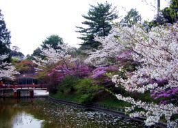 津公園　桜とつつじ