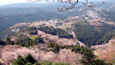 吉野山　満開