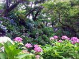 奈良郡山市　矢田寺のあじさい