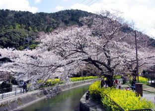 山科疎水の桜と菜の花