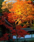 永源寺　大もみじ