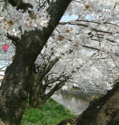 五条川の桜