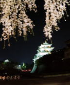 名古屋城　夜桜