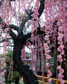 結城神社　枝垂れ梅