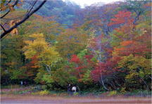 天生峠の紅葉