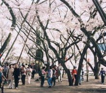 高遠城の春　