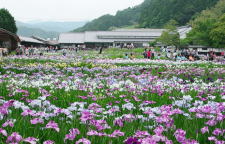 加茂菖蒲園