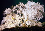 ご存知！　円山公園の枝垂れ桜