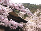 毘沙門堂の桜は満開