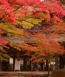 2004　京都の紅葉